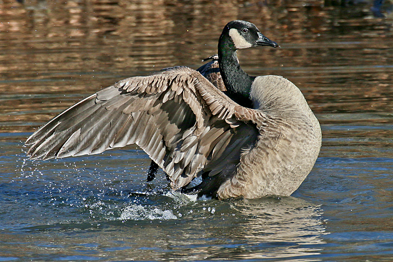 Van Saun Park 2013 0118 (Canada Goose Flapping Wings)   P O'Malley
